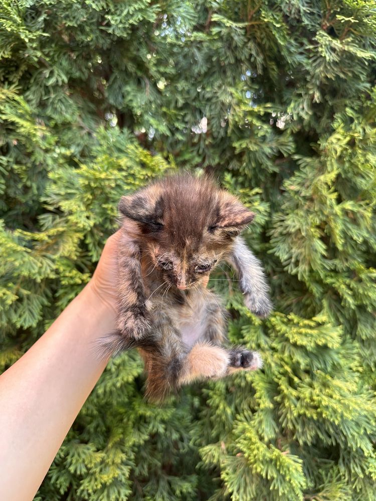 Котята 9 шт, 7 мальчика 2 девочек