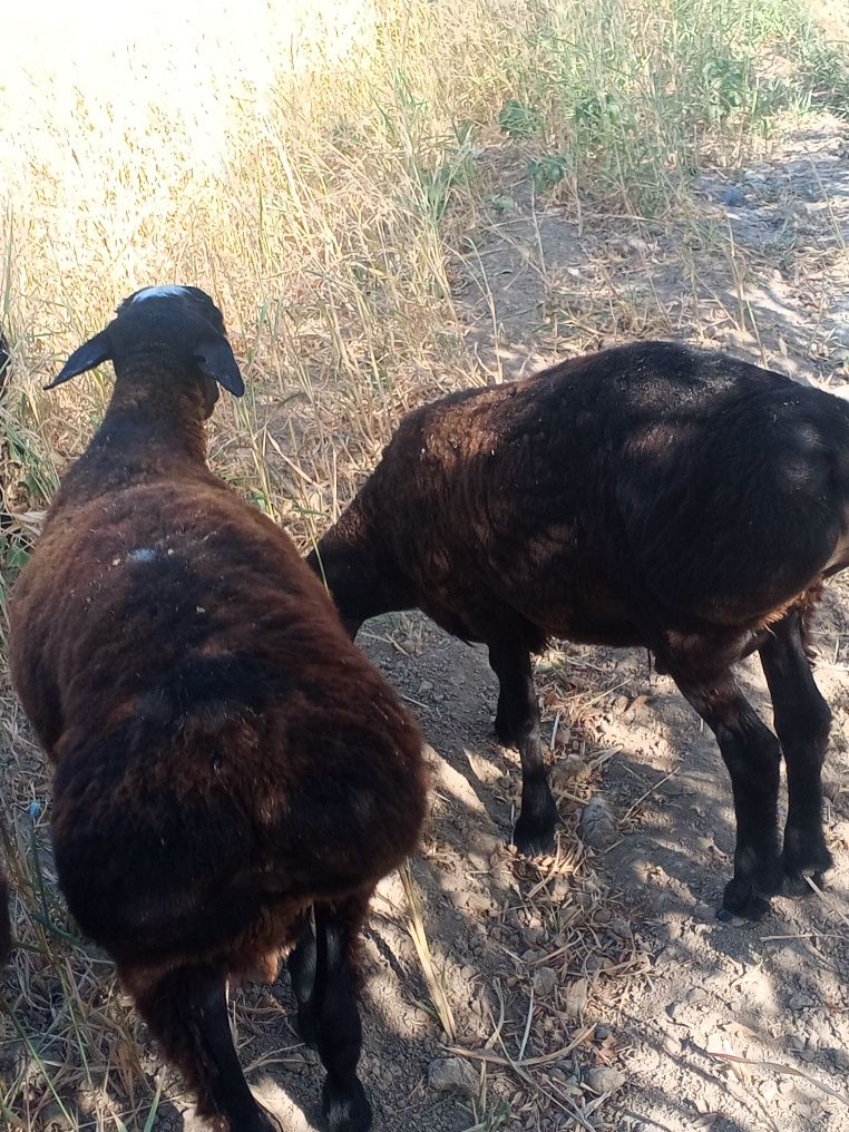 Qoʻchqorlar sotiladi