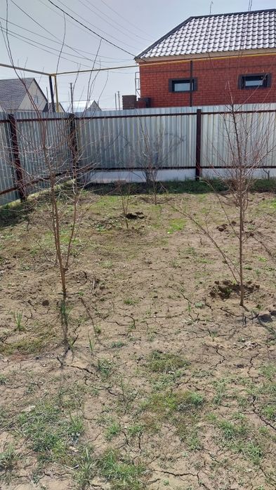 Продам сажанцы, абрикосы, миндаля 3-4 года -2000. Вишня-350 тенге. Тор