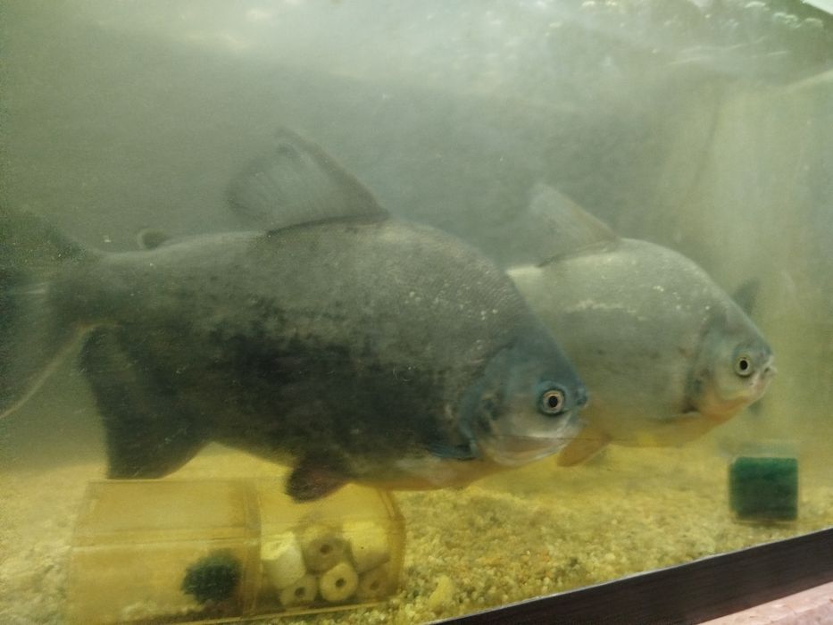 Срочно продаётся пираньи и астранатуси