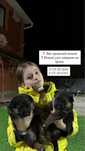 Продажа немецких щенков