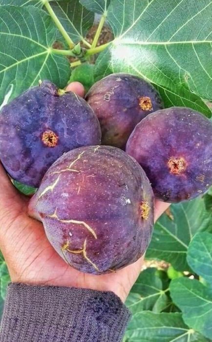 Pomi Fructiferi Exotici La Ghiveci (SMOCHIN )