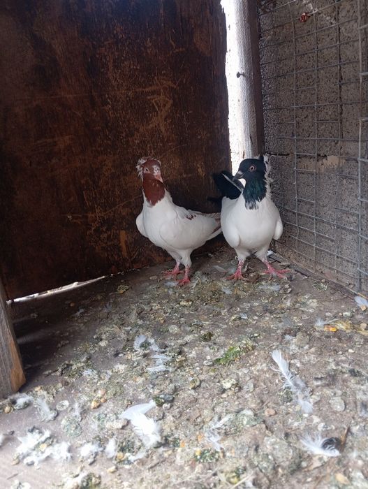 Продам голубей манахов