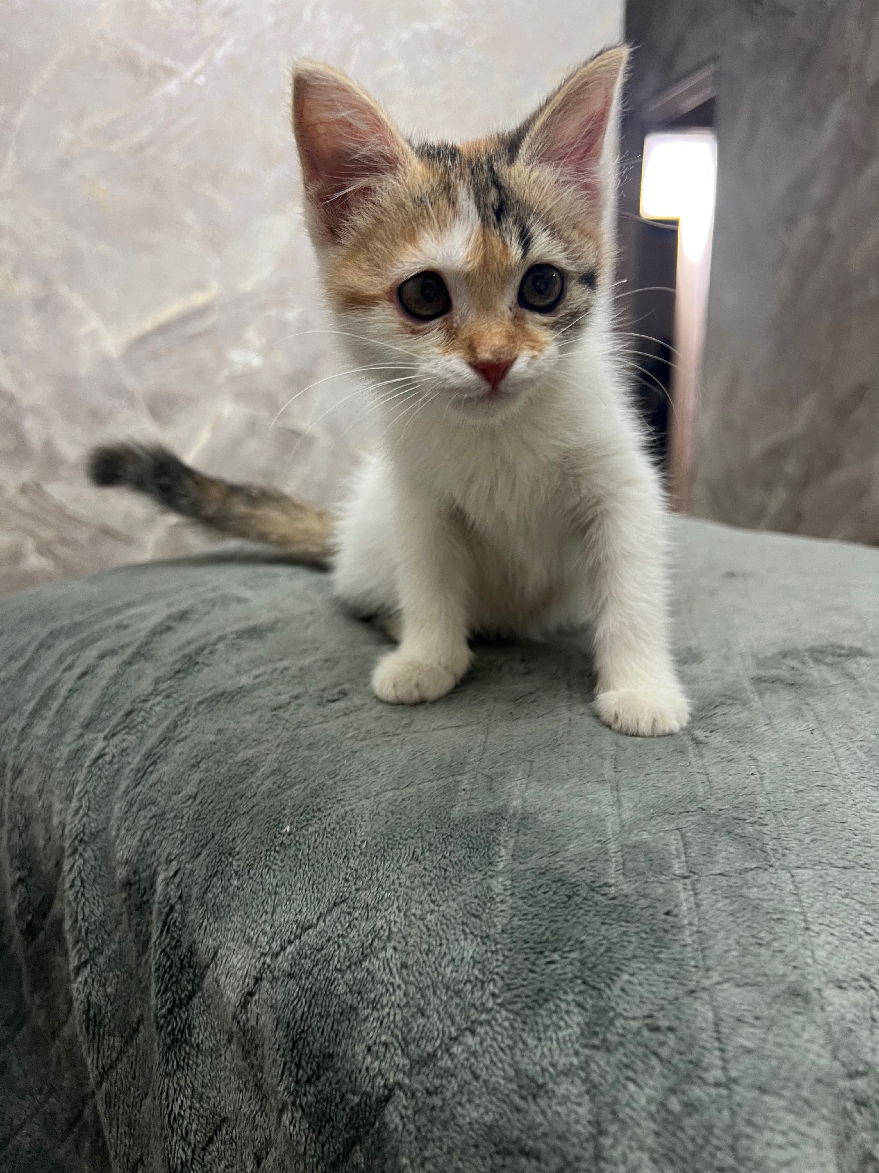Котята домашние маленькие