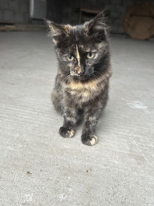 Котенок бесплатно