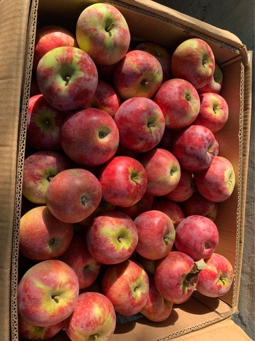 Апорт с доставкой