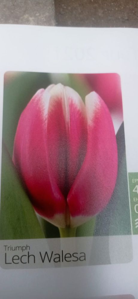 Тюльпаны голландские 60см крепкие