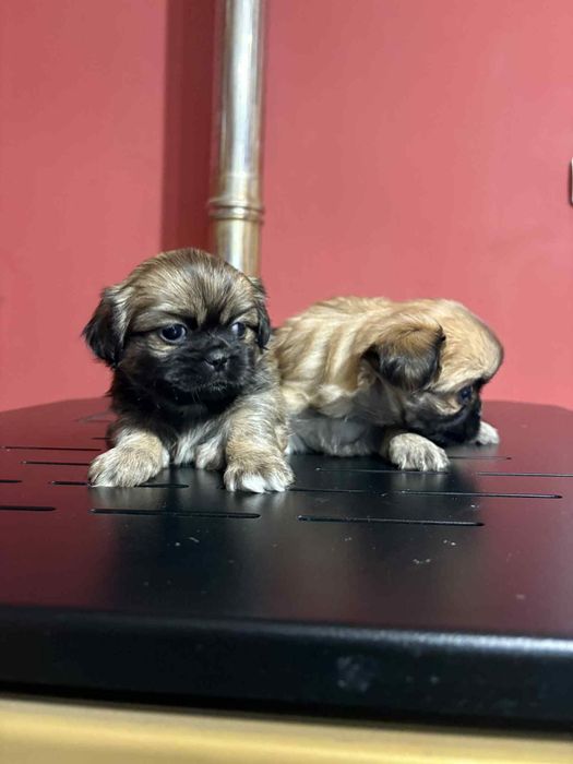 малки кралски пекинезчета