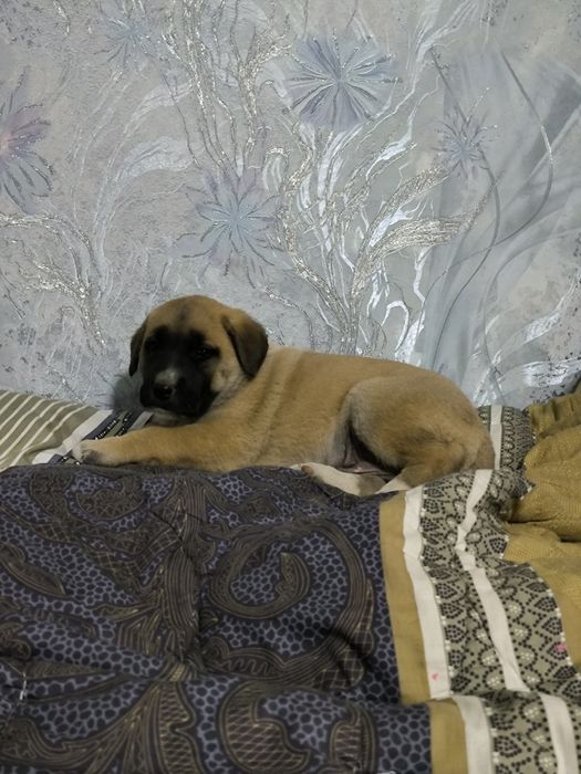 Щенята в добрые руки