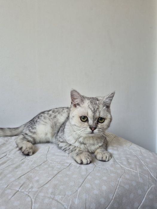 Mushuk sotiladi. Zoti Skottish streyt