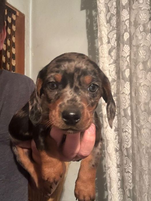 Băiat Teckel Arlechin