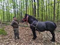 De vanzare harmasari foarte cuminți