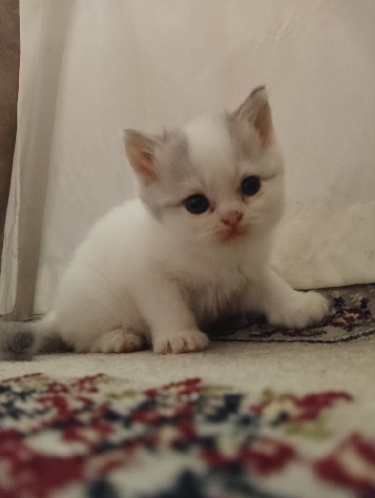 Tozza qonli scottish mushuklar sotiladi