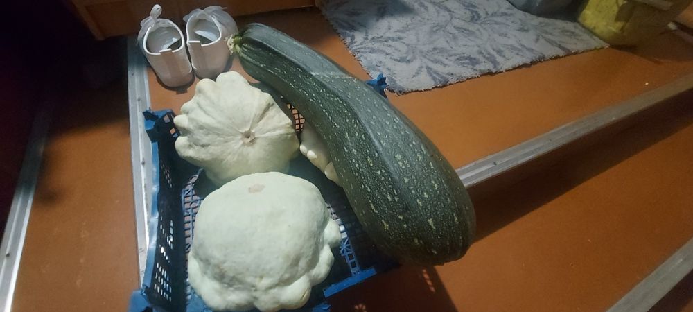 Отдам  даром !!!