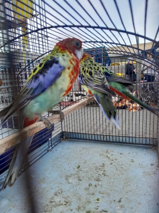 Micul Alexandru, Rozele, Hibrizi Canari