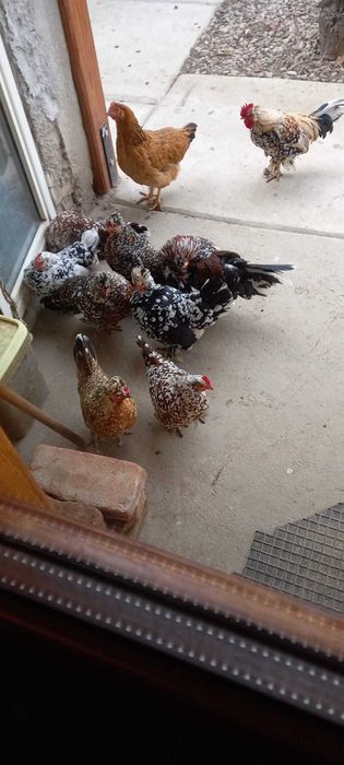 Găinușe pitice mii de flori