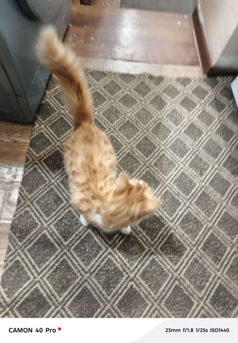 Chiroyli aqlli qiz bola mushuk hadyaga beriladi