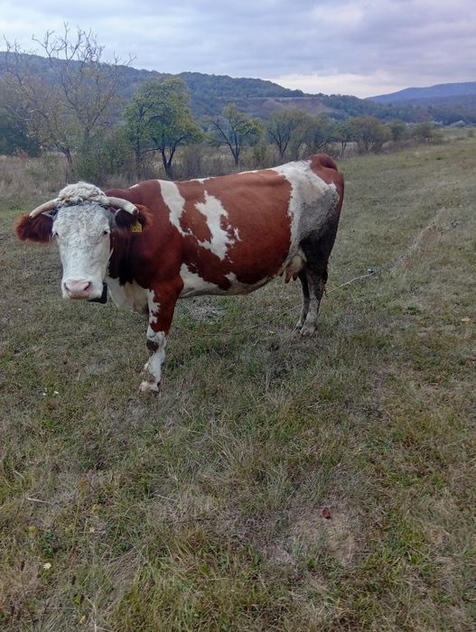 Vând vacă bălțată românească cu vițel