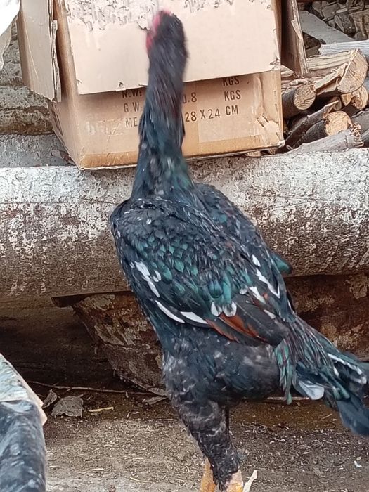 Yosh joja zotli joja