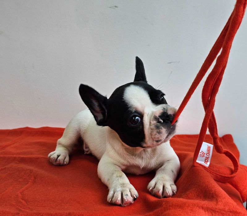 Mascul bulldog rancez