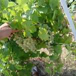 Vand struguri de vin