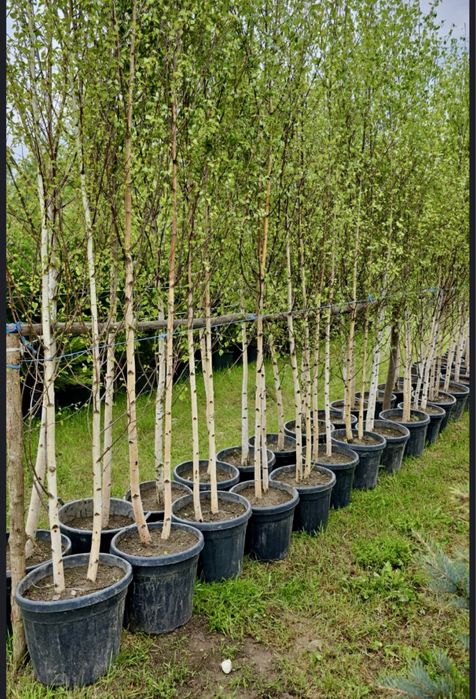 Vand mesteacăn alb dimensiuni de la 1-6 m ,dif specii la dif inaltimi