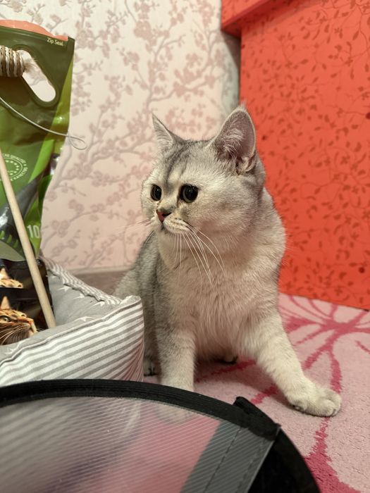 Продам британского котенка.
