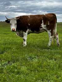 Симментал Корова Сиыр Молочная корова