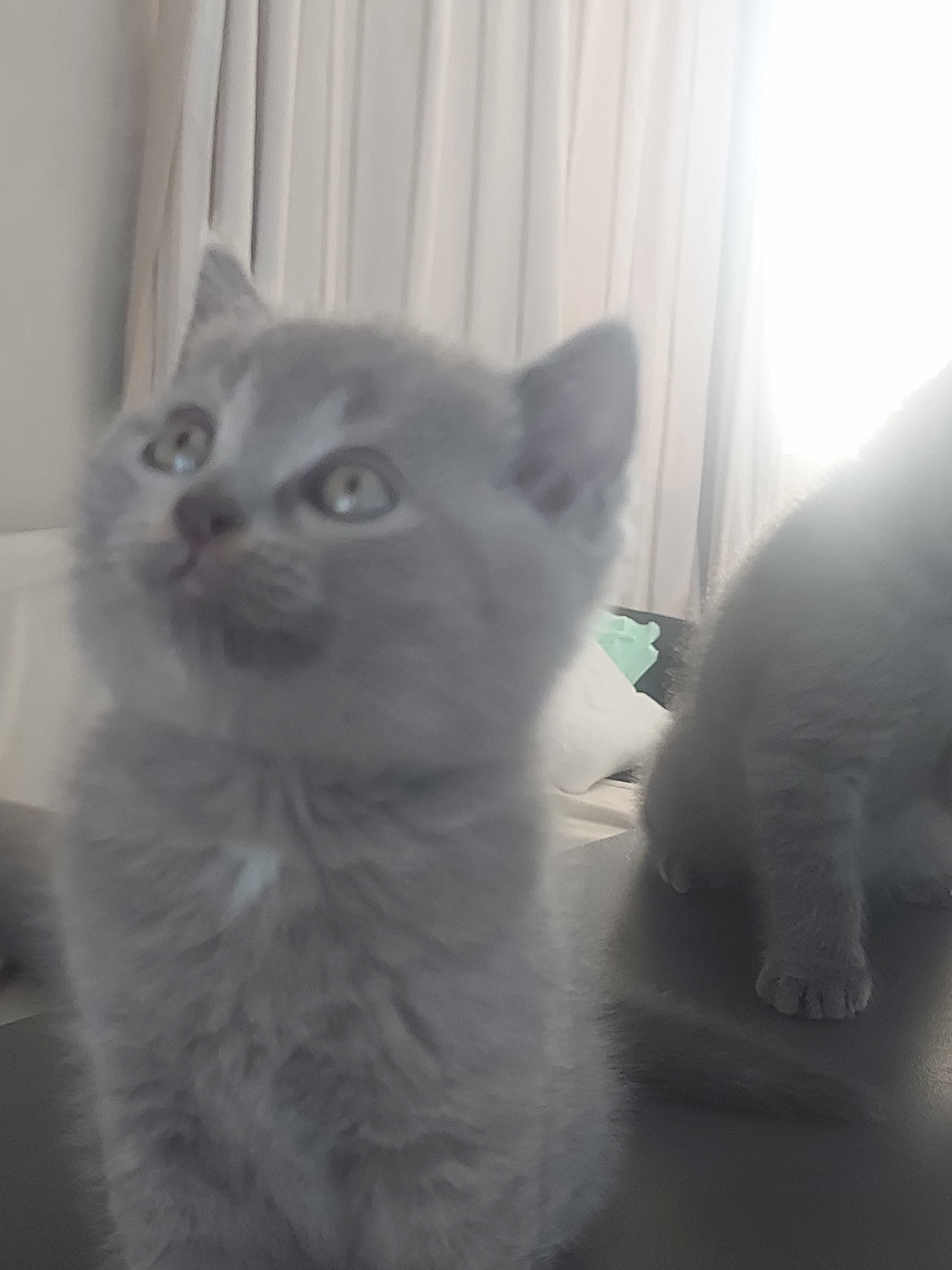 Британски котенца