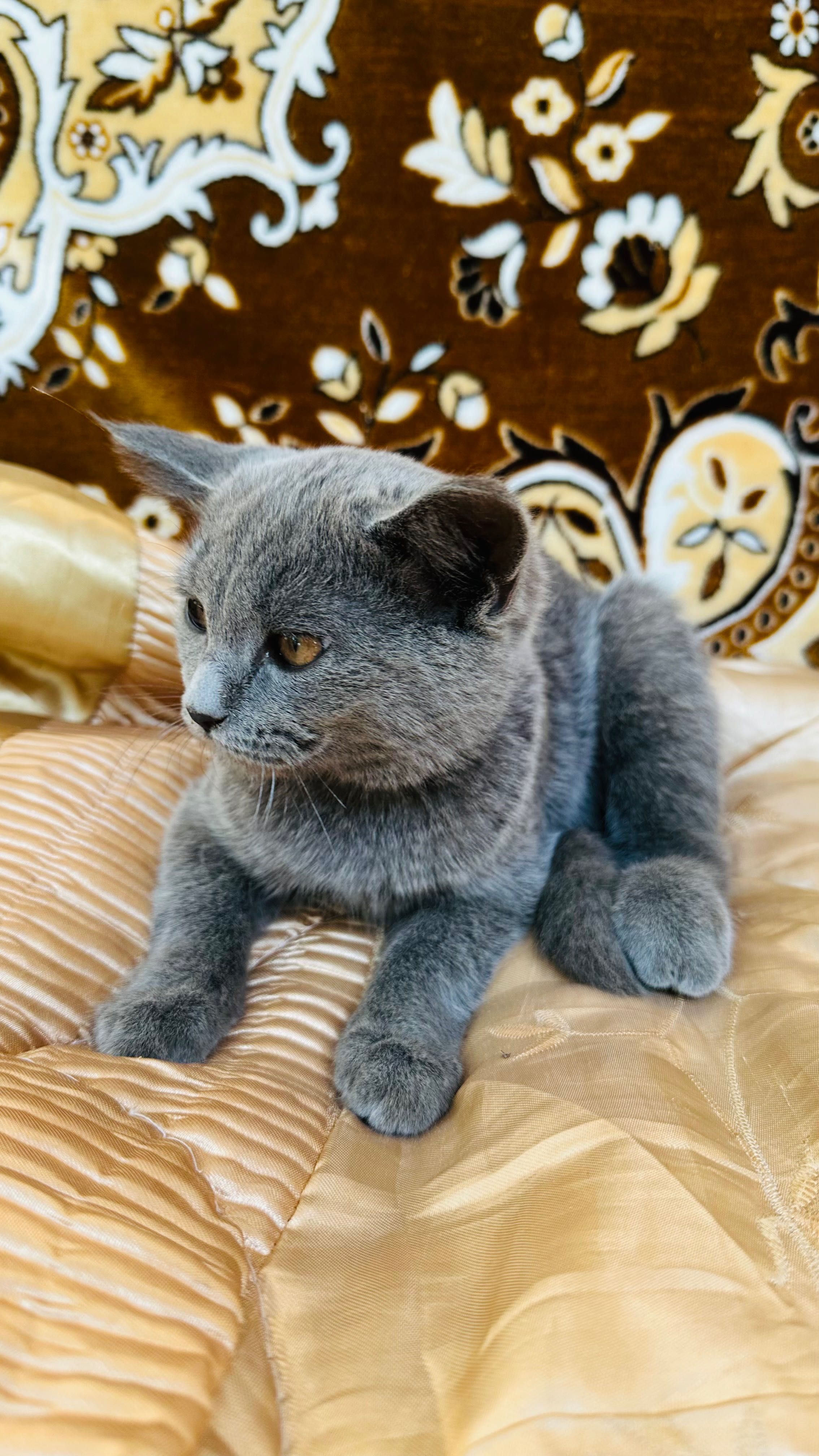 Кошка - Британская Короткошерстная