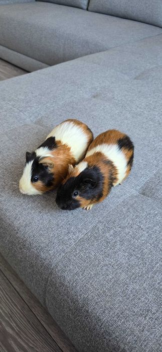 Porcusori de Guineea