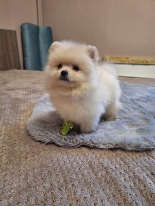 Померан,померанче