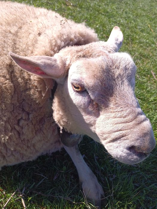 Berbec texel british