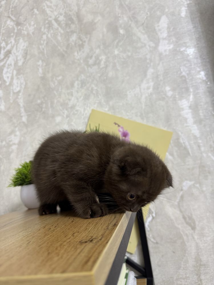 Шатландский Скоттиш фолд