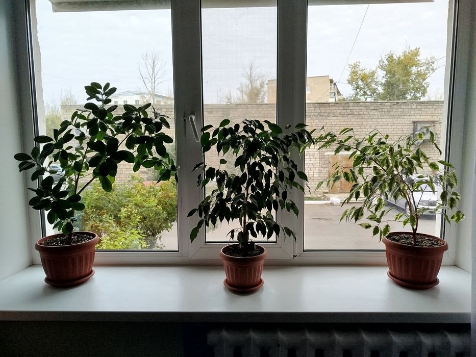 Цветы комнатные.Фикус Бенджамина