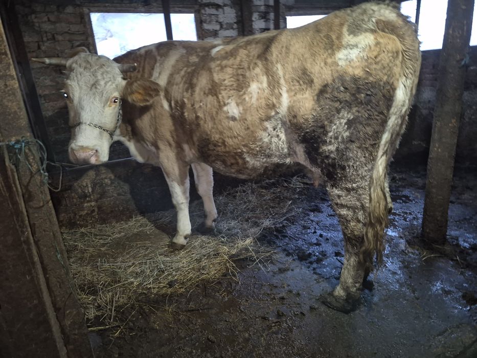 Vând vacă Bălțata Românească