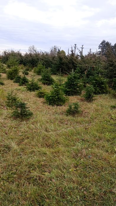 Puieți salcâm frasin fag carpen ulm plop mesteacăn brad molid Tei arin