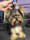 Femela Yorkshire Terrier