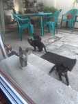 Pisici spre adoptie