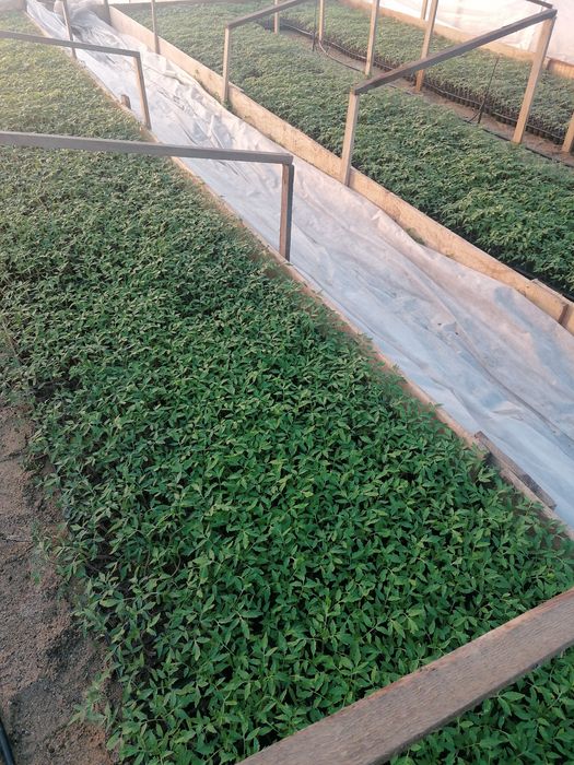 Rasaduri de vanzare !