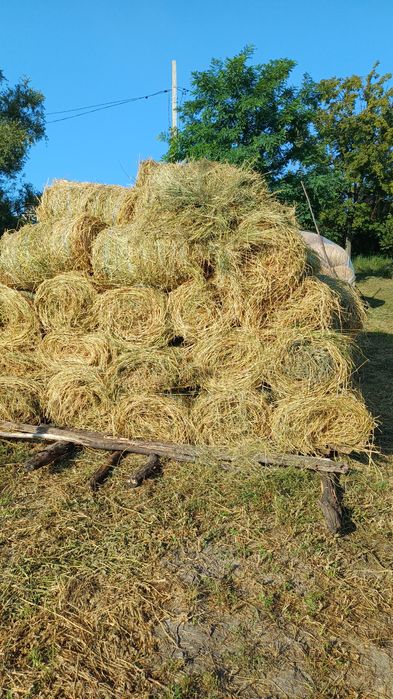Schimb baloti de lucerna cu cherestea