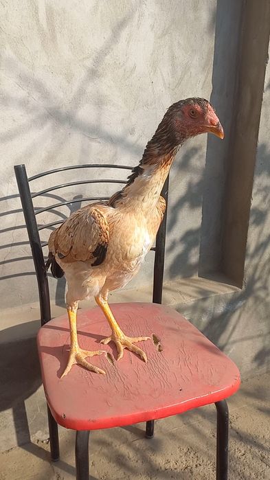 Жужа товук сотилади привазной зотладан