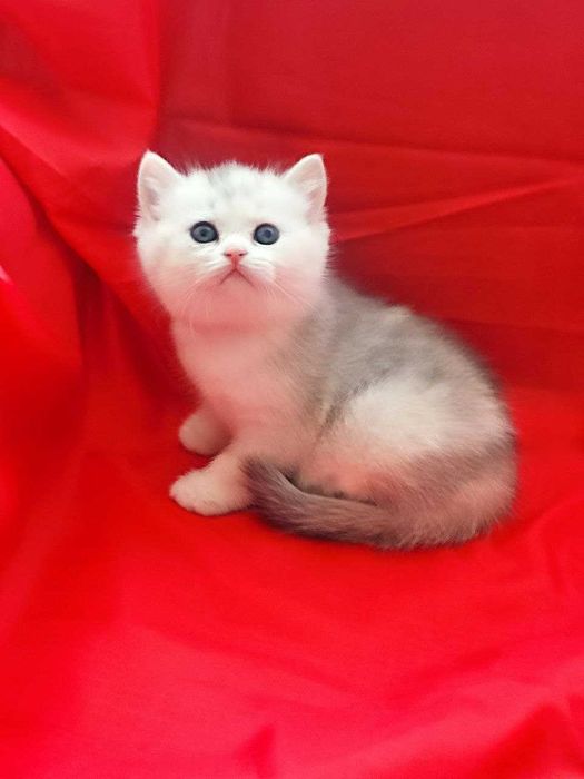 Продаются котята страйты, мальчики