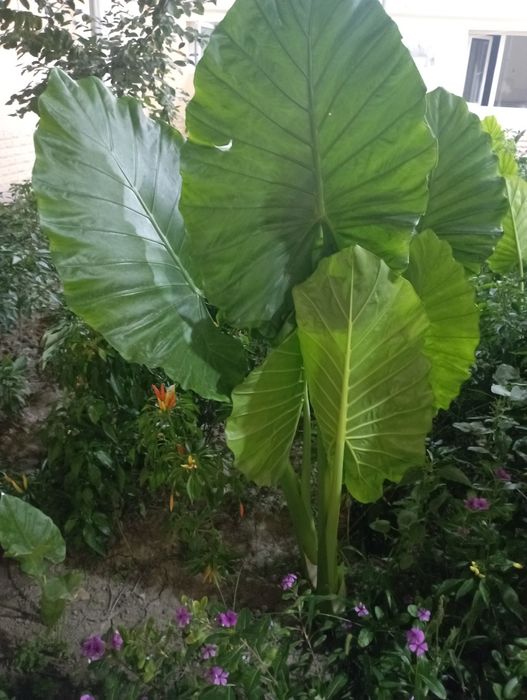 Цветкы АРМА для огорода.