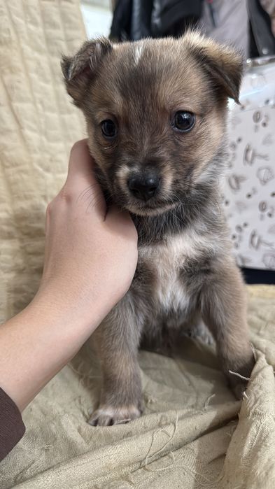 Щенок в добрые руки