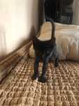 Отдам даром котенка