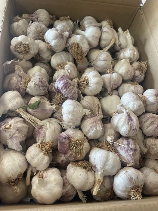 Usturoi pentru consum și plantat