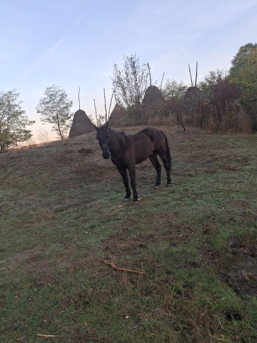 Cal de vânzare, gorj!