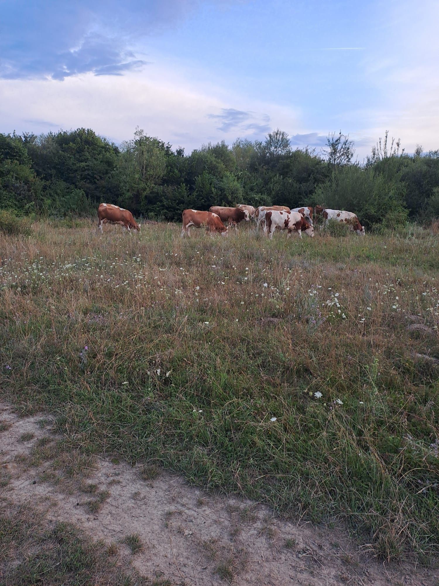 Juninci de vânzare