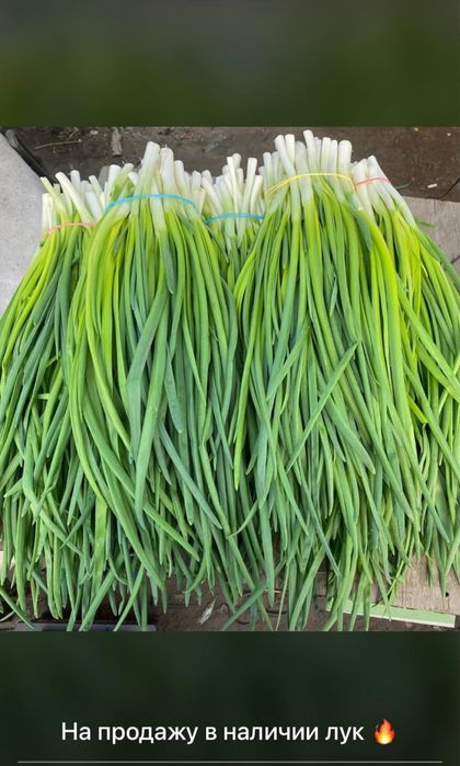 Продам домашний зеленый лук